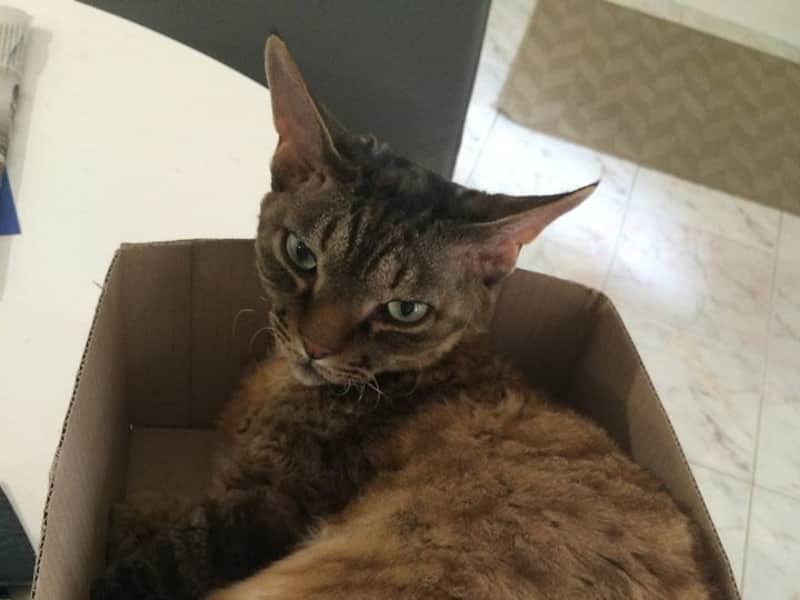 Housesitting assignment in Joondanna, Western Australia, Australia