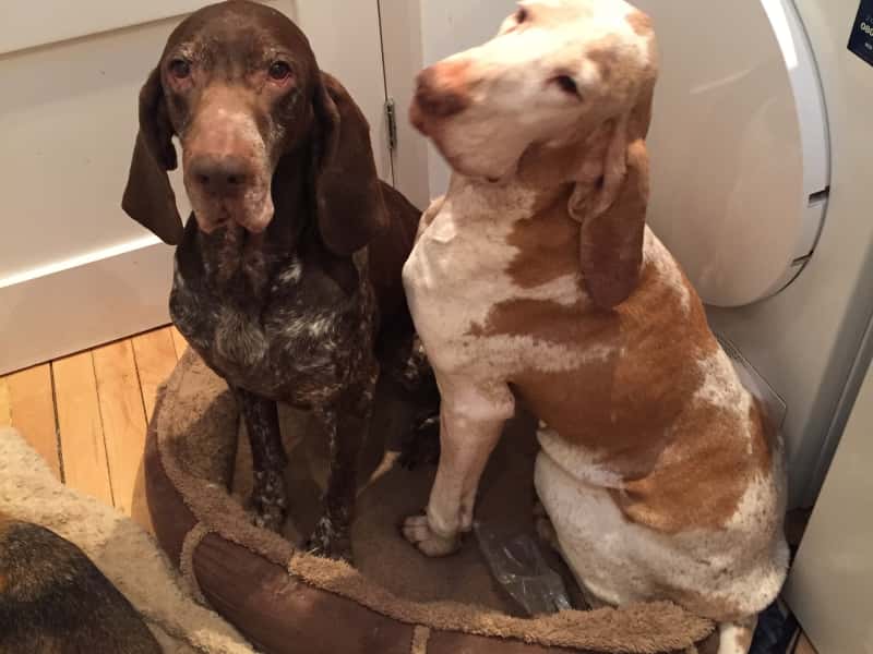 Housesitting assignment in Bristol, United Kingdom