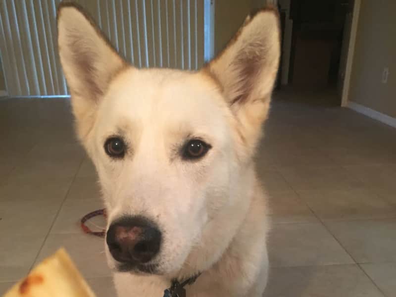 Housesitting assignment in San Diego, California, United States
