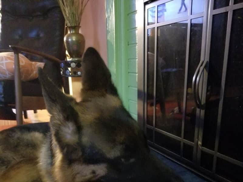 Housesitting assignment in Upper Marlboro, Maryland, United States