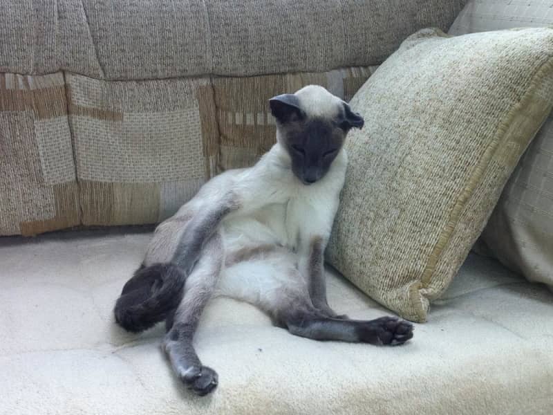 Housesitting assignment in Plymouth, United Kingdom