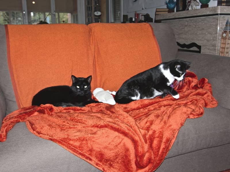Housesitting assignment in Boerenleger, Belgium