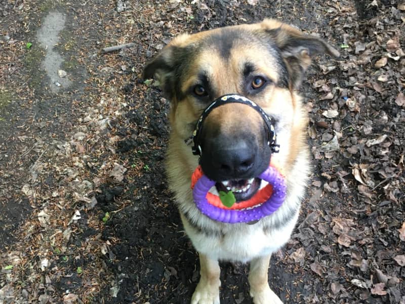 Housesitting assignment in Prestwich, United Kingdom