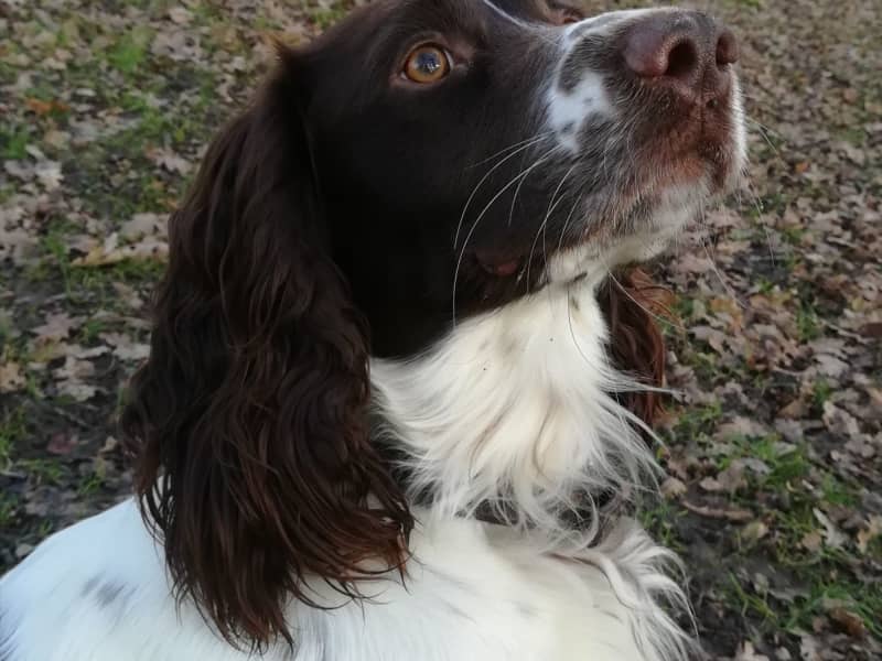 Housesitting assignment in Swindon, United Kingdom