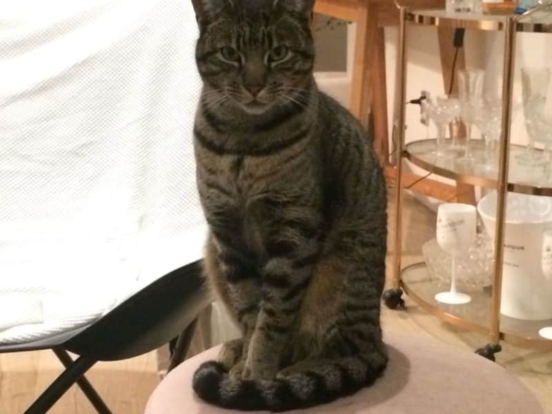 Housesitting assignment in Mangawhai Heads, New Zealand