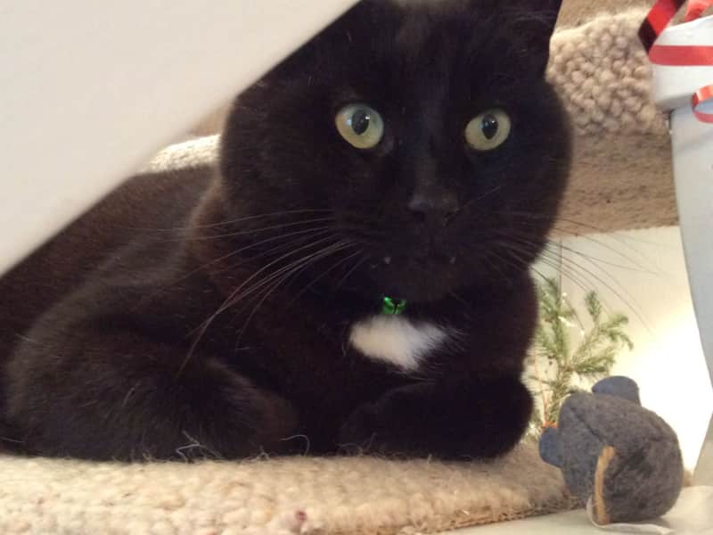 Housesitting assignment in Saint Asaph, United Kingdom