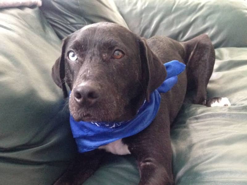 Housesitting assignment in Manchester, New Hampshire, United States