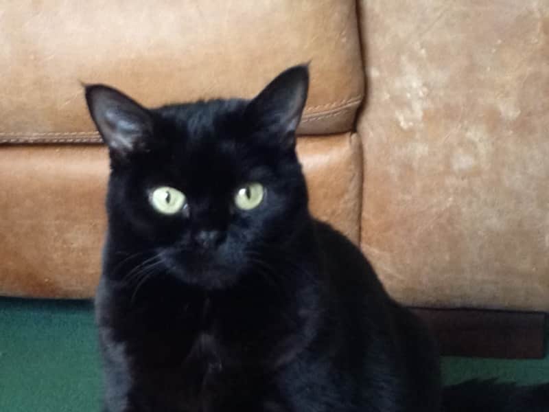 Housesitting assignment in Edinburgh, United Kingdom