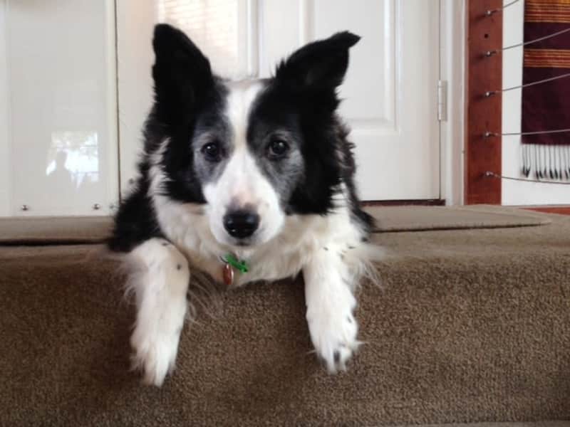 Housesitting assignment in Perth, Western Australia, Australia