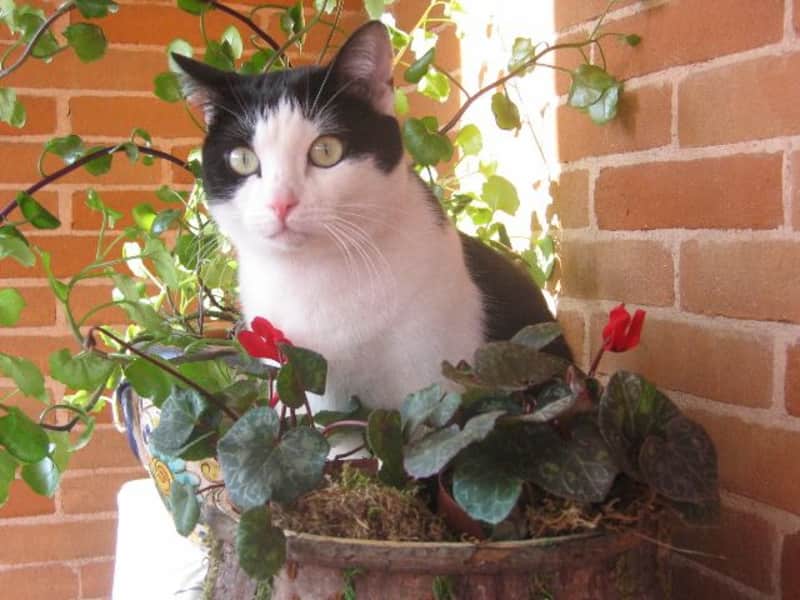 Housesitting assignment in Modena, Italy