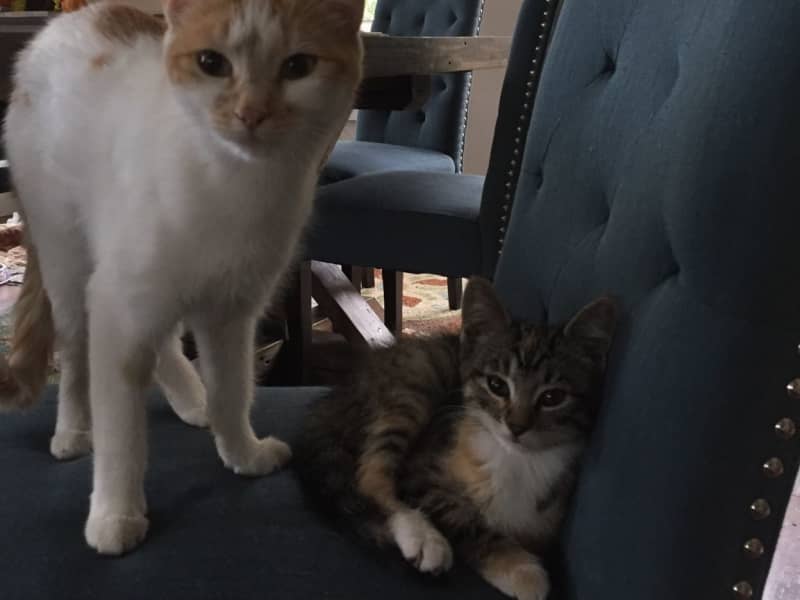 Housesitting assignment in Kamloops, British Columbia, Canada