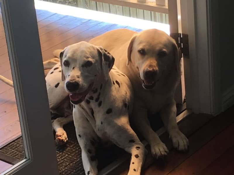 Housesitting assignment in Bendigo, Victoria, Australia