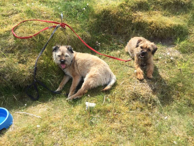 Housesitting assignment in Cockermouth, United Kingdom