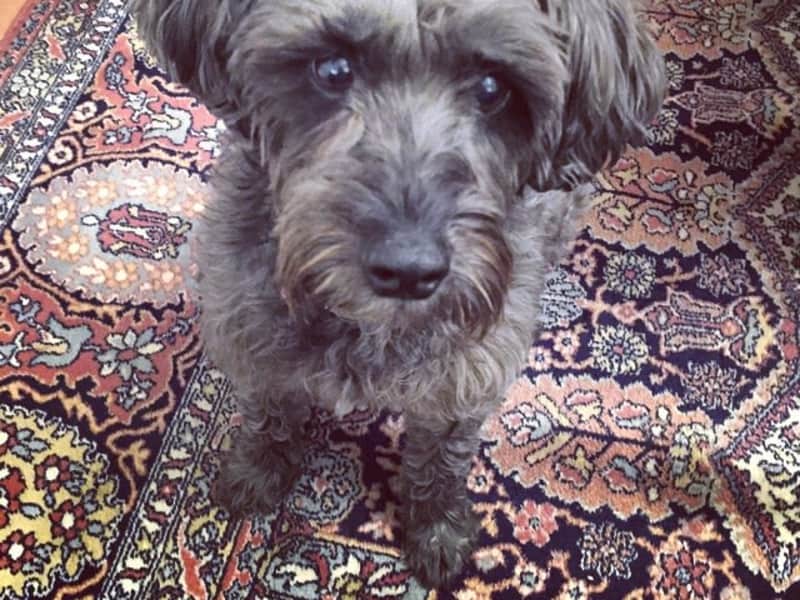 Housesitting assignment in Ashbury, New South Wales, Australia