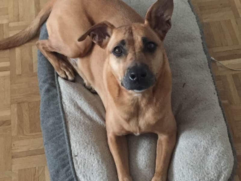Housesitting assignment in Genève, Switzerland