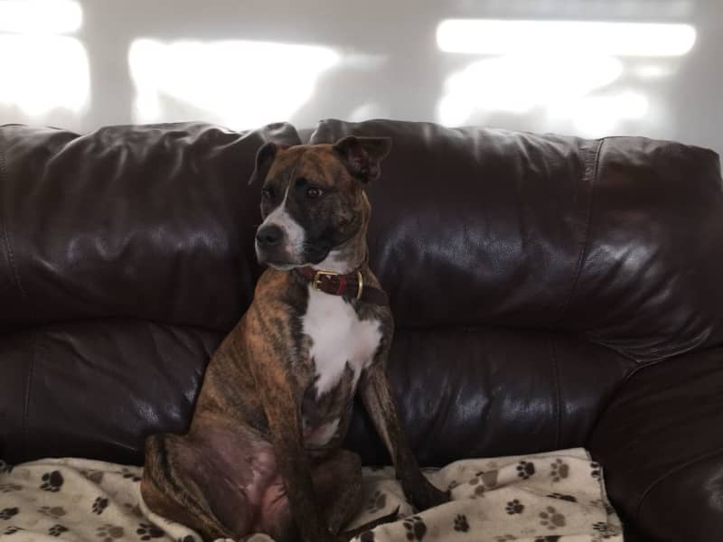 Housesitting assignment in Nunhead, United Kingdom