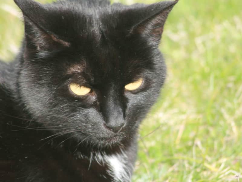 Housesitting assignment in Huonville, Tasmania, Australia