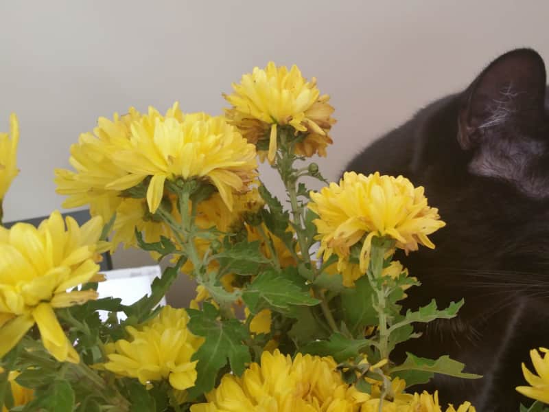 Housesitting assignment in Glen Waverley, Victoria, Australia