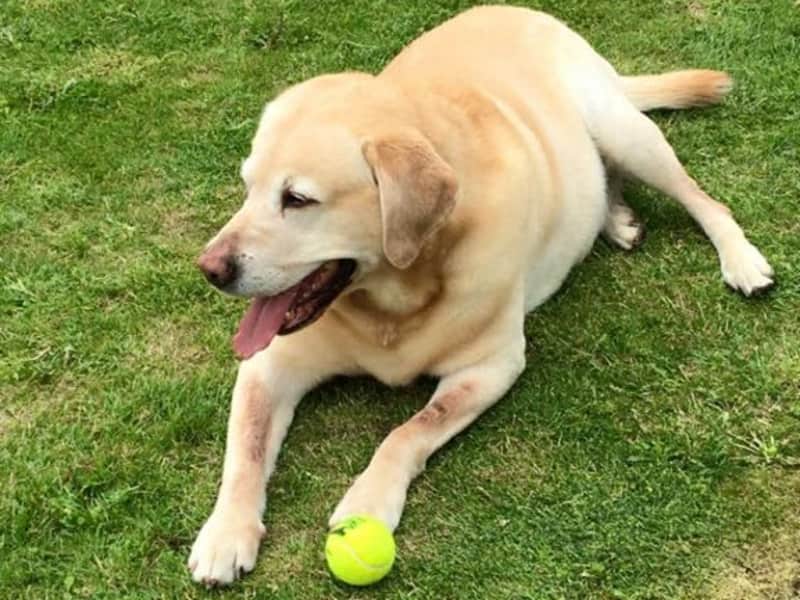 Housesitting assignment in Billingham, United Kingdom
