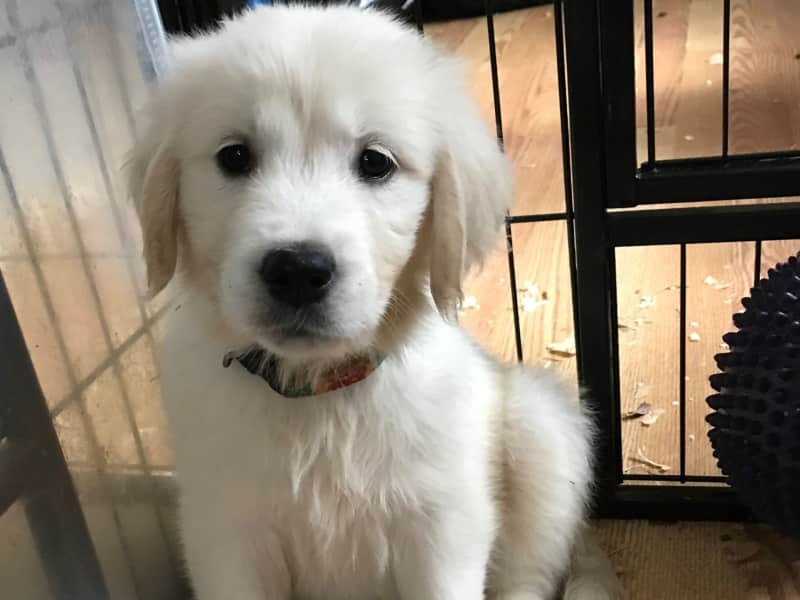 Housesitting assignment in Newton, Massachusetts, United States