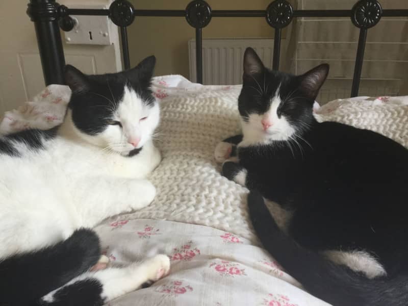 Housesitting assignment in Buchlyvie, United Kingdom