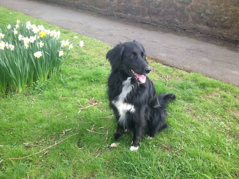 Housesitting assignment in Ilmington, United Kingdom
