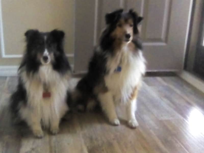 Housesitting assignment in Penetanguishene, Ontario, Canada
