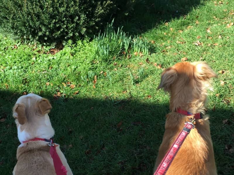 Housesitting assignment in Abbots Langley, United Kingdom
