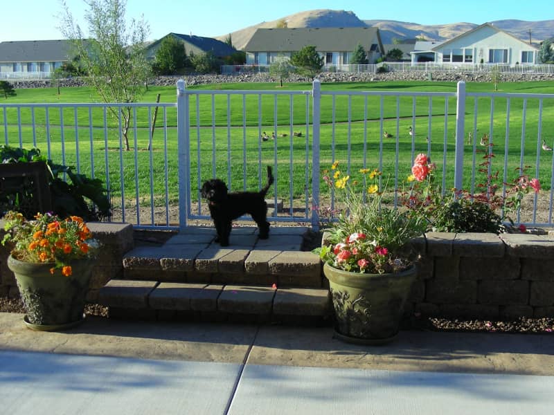Housesitting assignment in Carson City, Nevada, United States