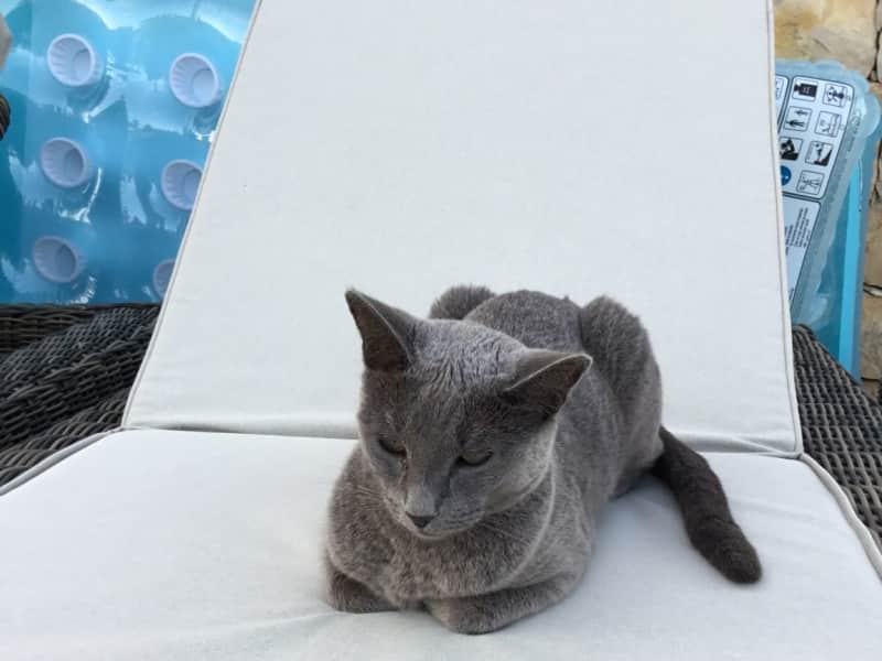 Housesitting assignment in Loulé, Portugal
