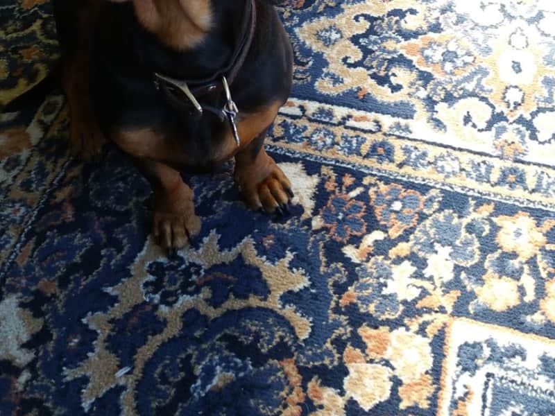 Housesitting assignment in Bayfield, Ontario, Canada