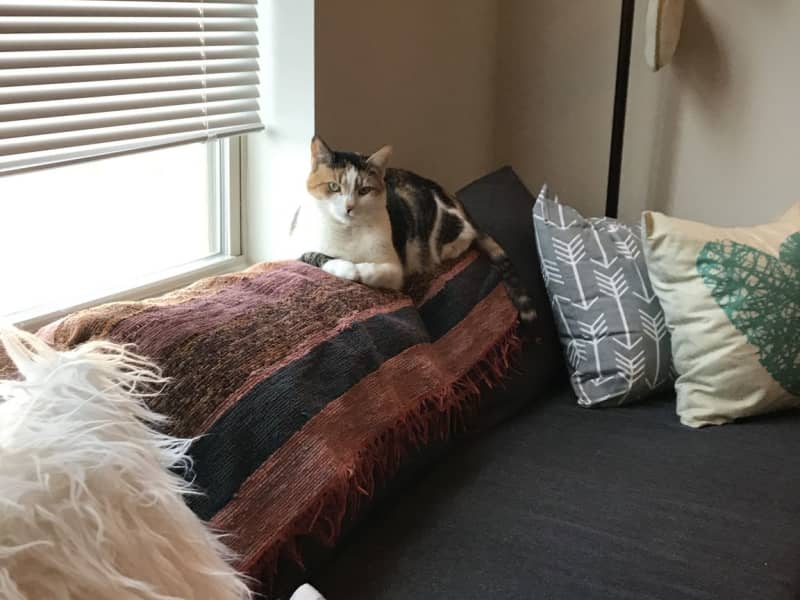 Housesitting assignment in Malden, Massachusetts, United States