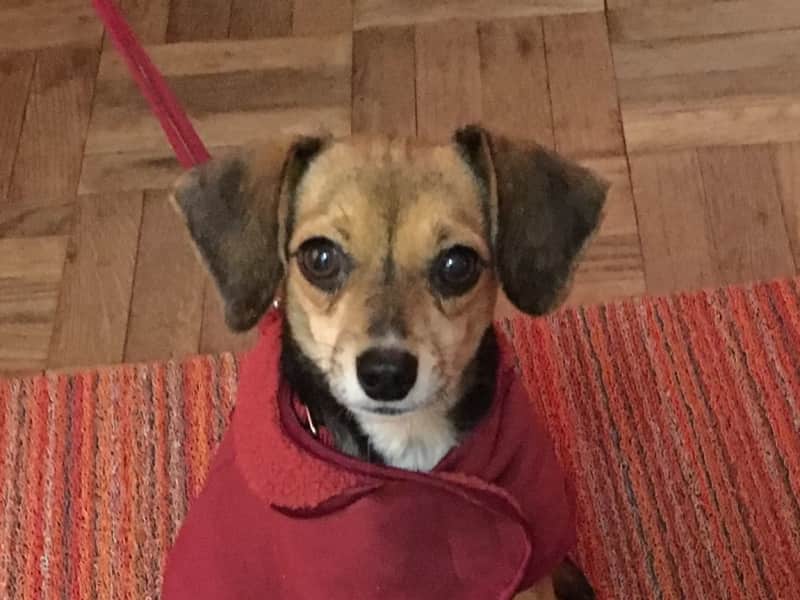 Housesitting assignment in New York City, New York, United States