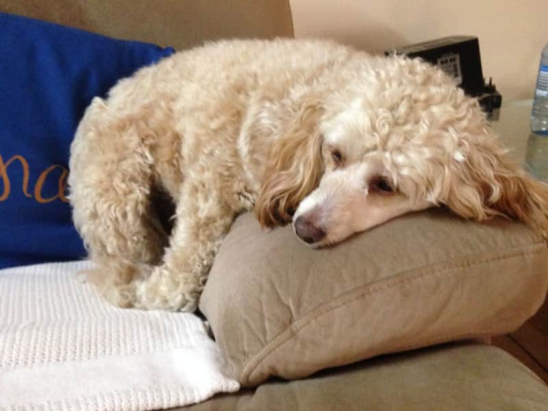 Housesitting assignment in Daisy Hill, Queensland, Australia