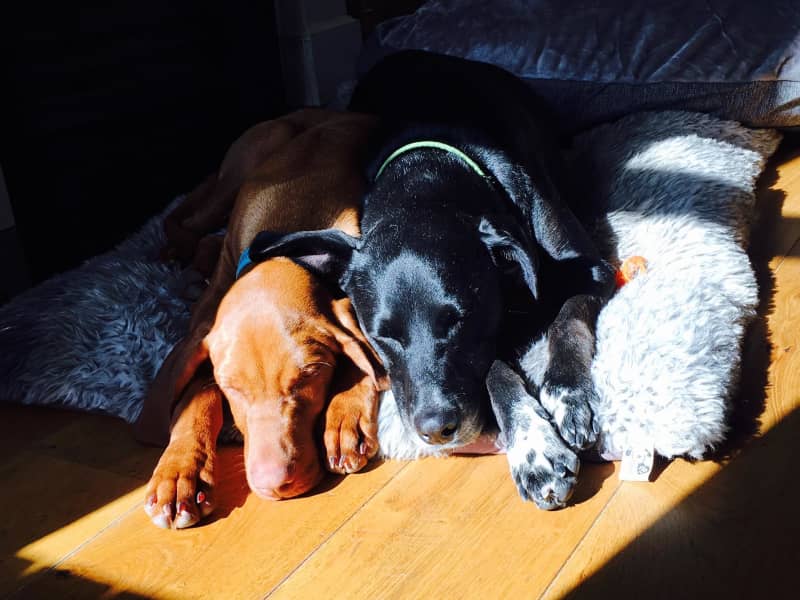 Housesitting assignment in Saint Peter Port, Guernsey