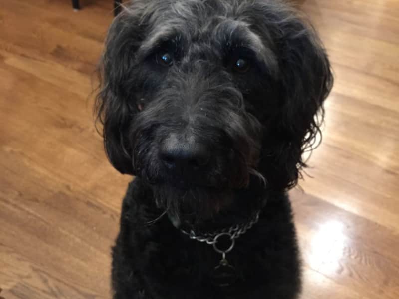 Housesitting assignment in Simpsonville, South Carolina, United States