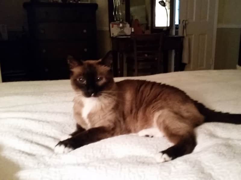 Housesitting assignment in Santa Barbara, California, United States