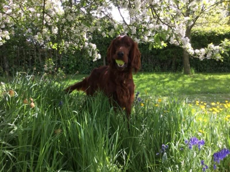 Housesitting assignment in York, United Kingdom