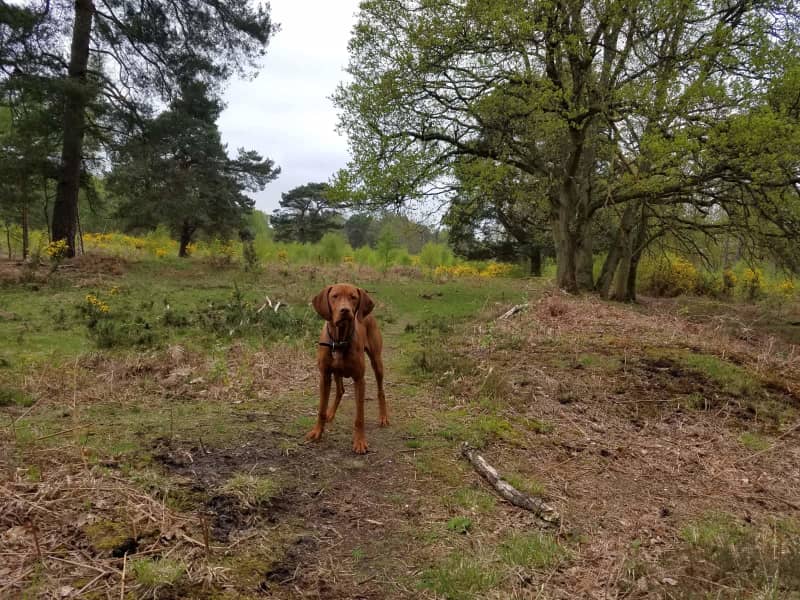 Housesitting assignment in Fleet, United Kingdom