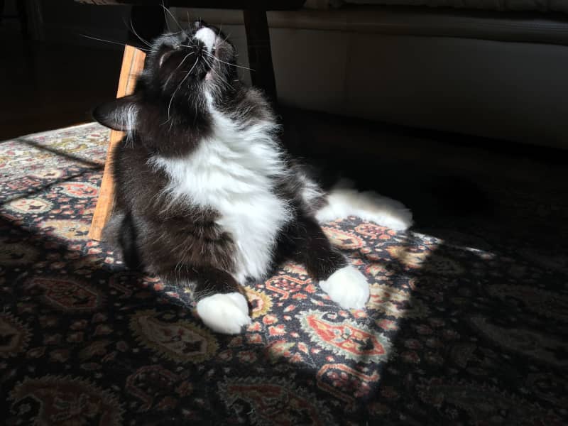Housesitting assignment in Pawtucket, Rhode Island, United States