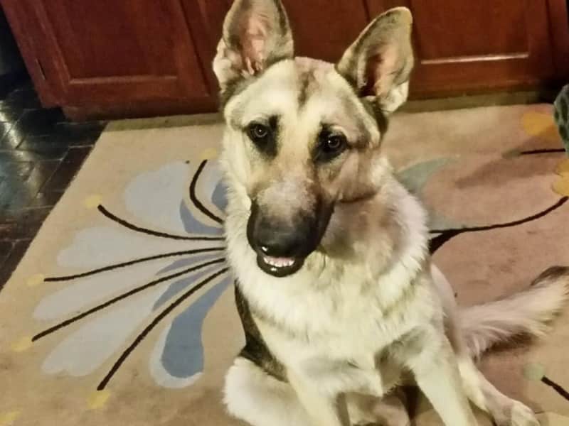 Housesitting assignment in Pittsboro, North Carolina, United States