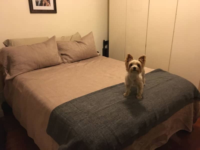 Housesitting assignment in Causeway Bay, Hong Kong