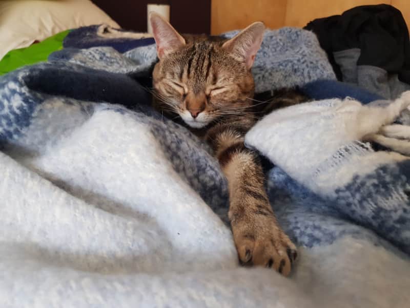 Housesitting assignment in City of London, United Kingdom