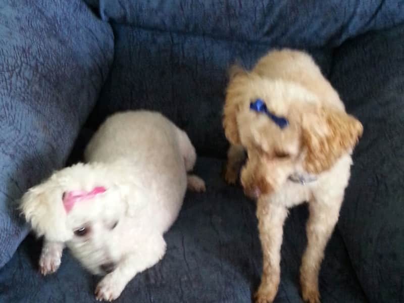 Housesitting assignment in Morwell, Victoria, Australia