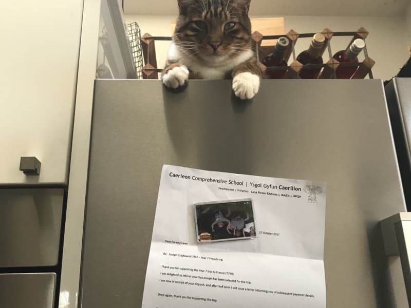 Housesitting assignment in Newport, United Kingdom