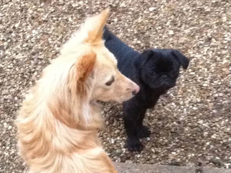 Housesitting assignment in Maisons-Laffitte, France
