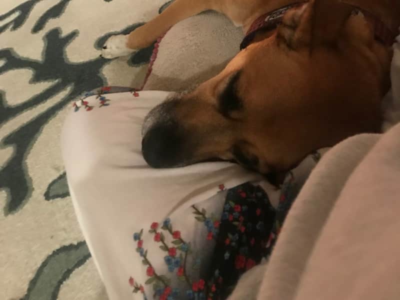 Housesitting assignment in Marina del Rey, California, United States