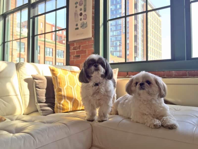 Housesitting assignment in Hong Kong, Hong Kong