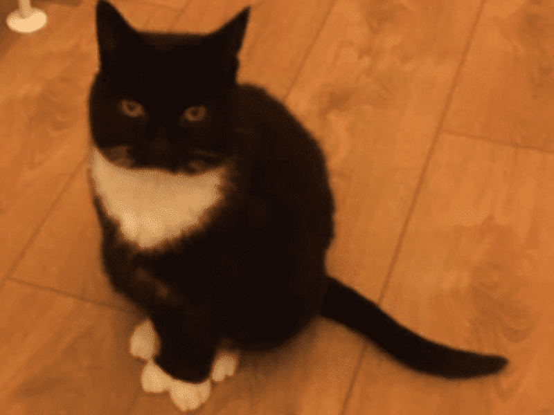 Housesitting assignment in Clonard, Ireland