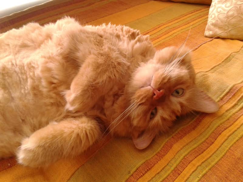 Housesitting assignment in Bangkok, Thailand